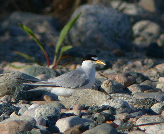Least Tern (Atlantic)