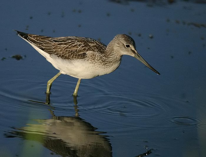 Common Greenshank