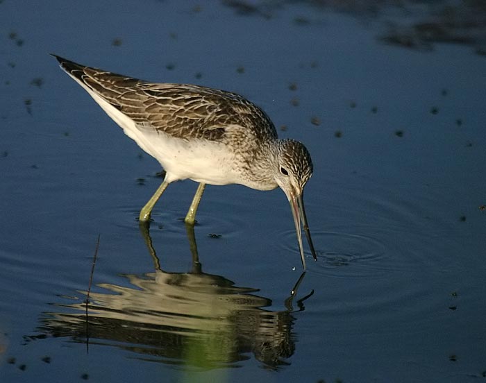 Common Greenshank