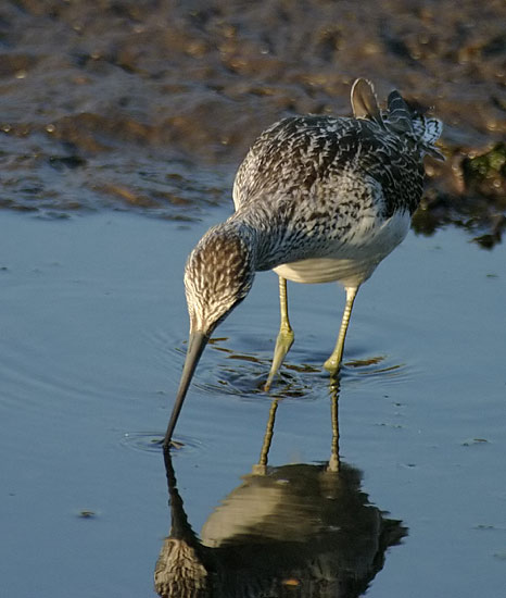 Common Greenshank