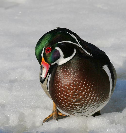 Wood Duck