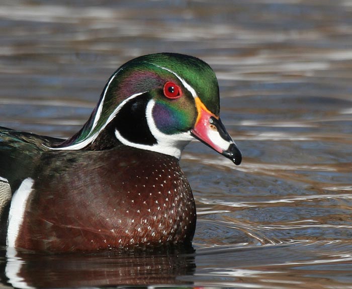 Wood Duck