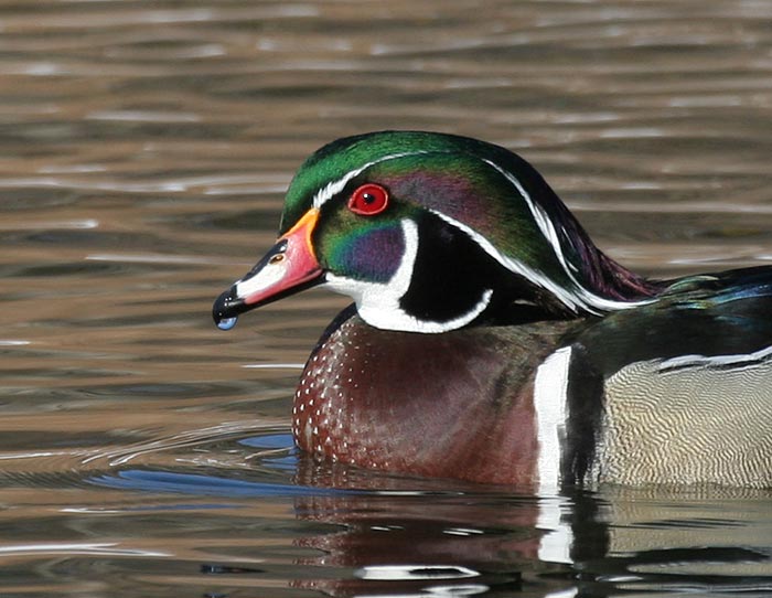 Wood Duck