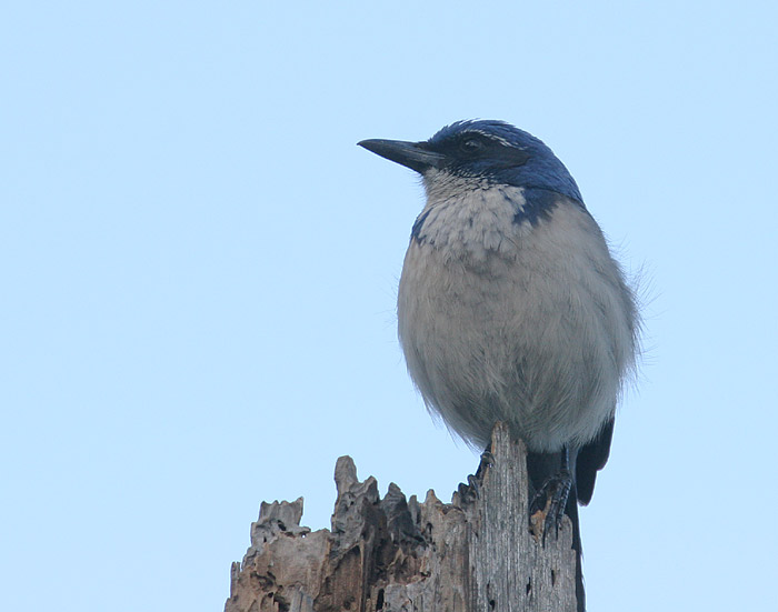 Island Scrub-Jay