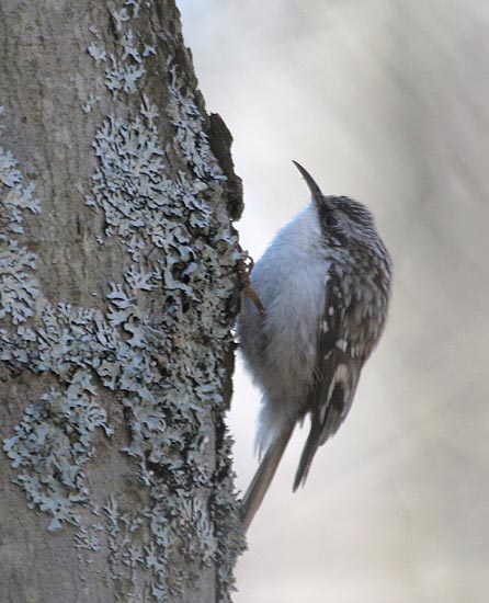 Brown Creeper