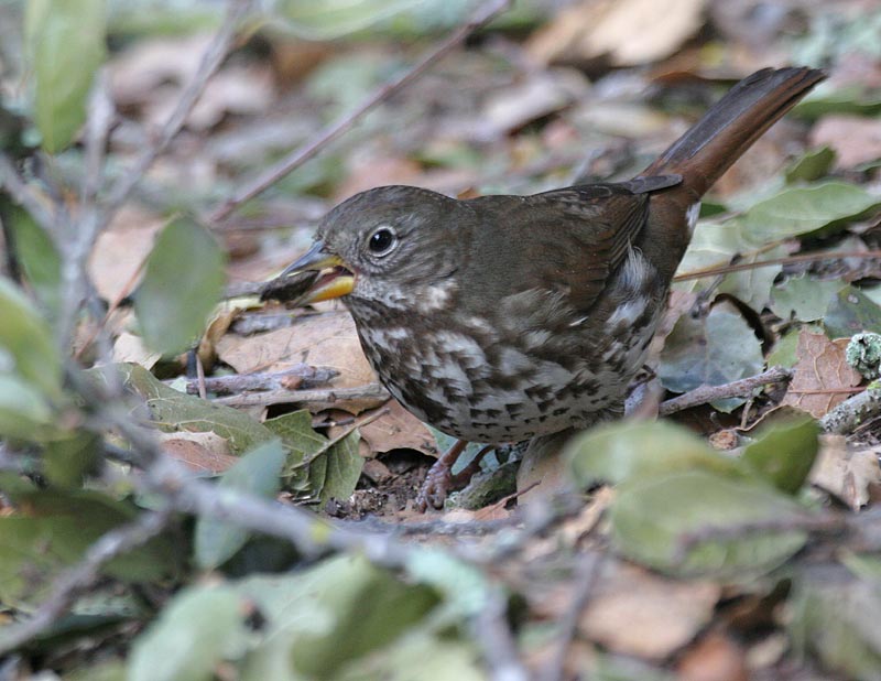 Fox Sparrow (Slate-colored)