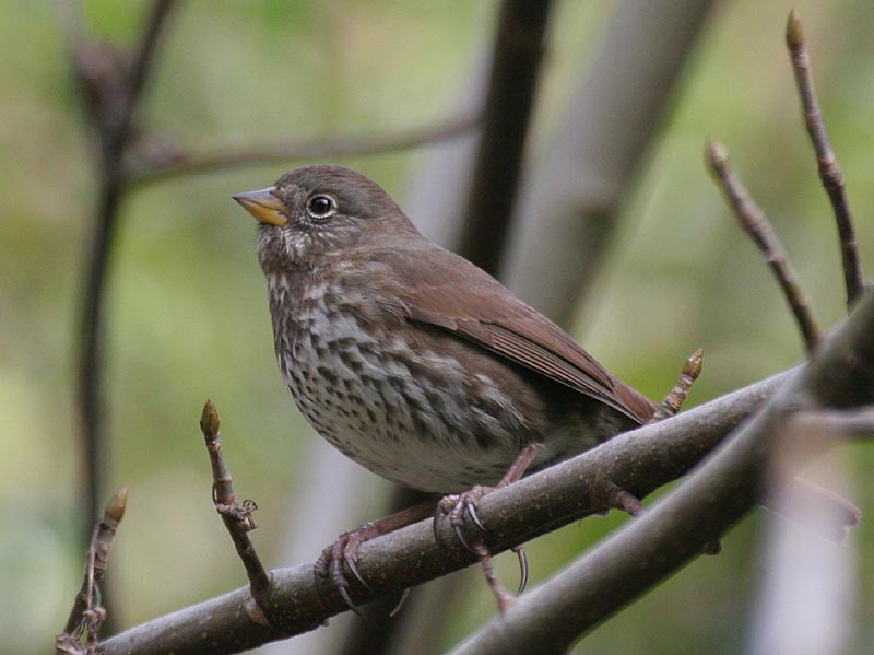 Fox Sparrow (Sooty)