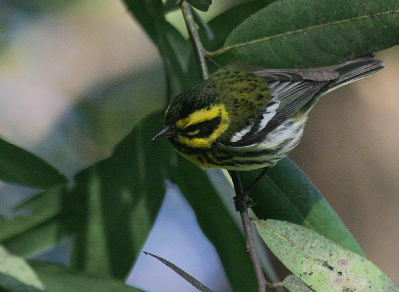 Townsends Warbler