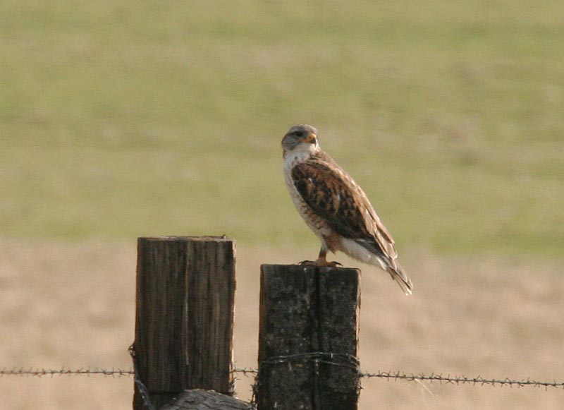 Ferruginous Hawk