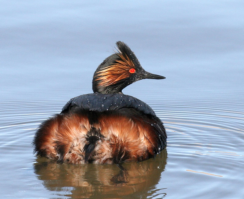 Eared Grebe