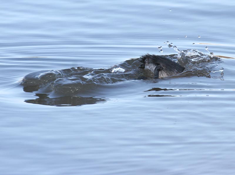 Eared Grebe