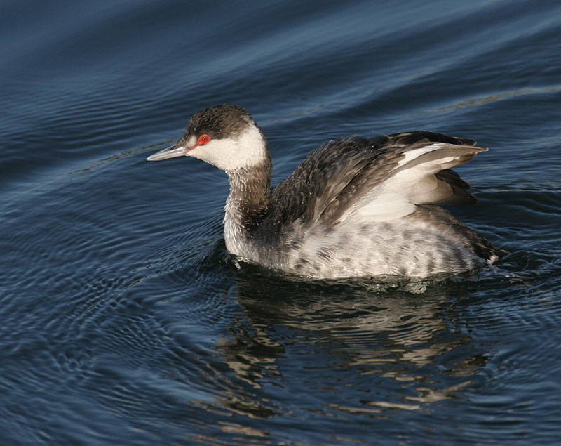 Horned Grebe