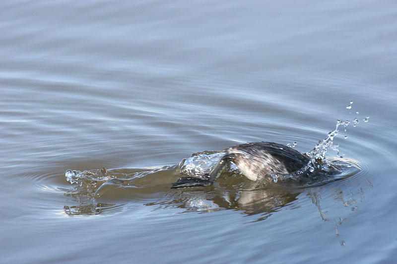 Horned Grebe