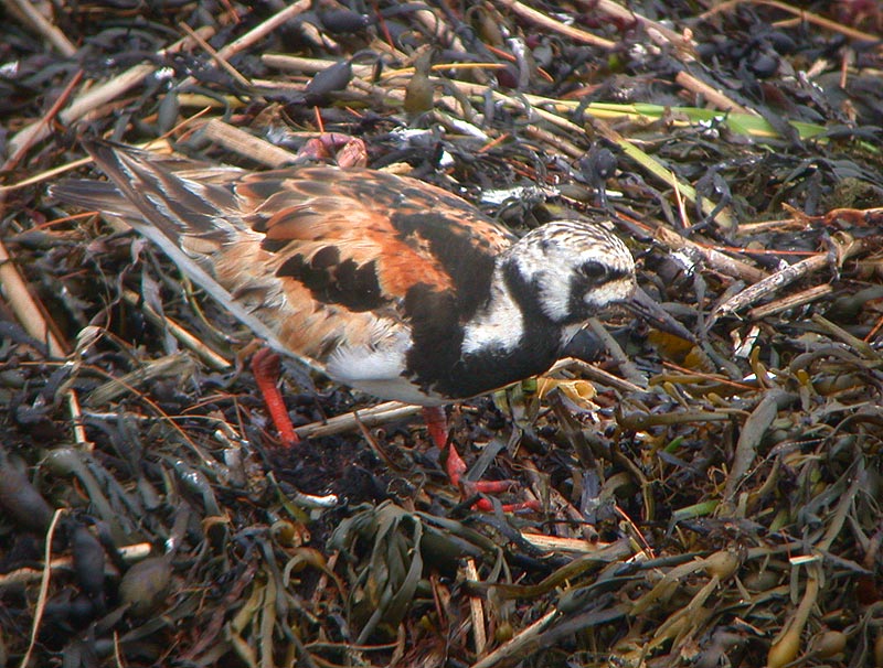 Ruddy Turnstone