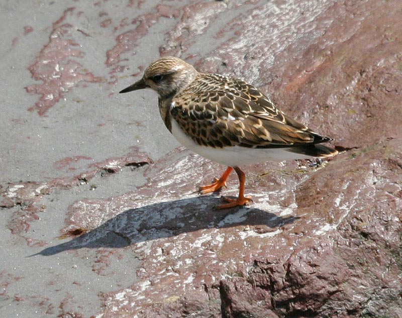 Ruddy Turnstone