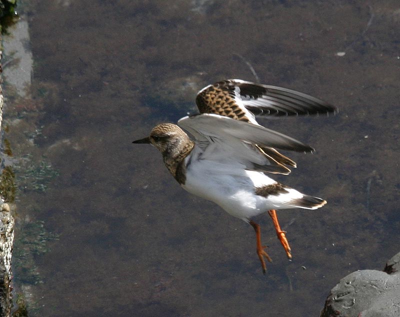 Ruddy Turnstone