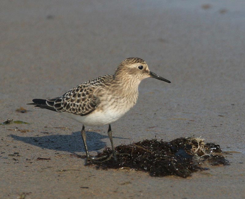 Bairds Sandpiper
