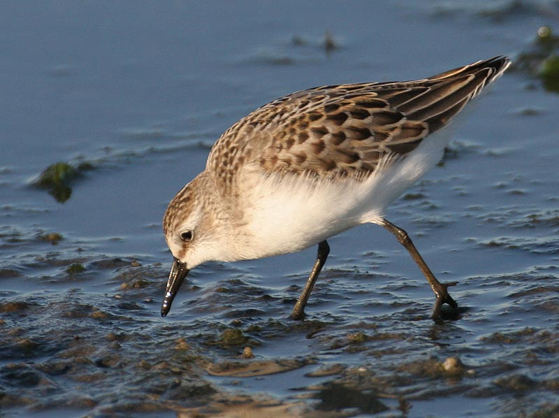 Semipalmated Sandpiper