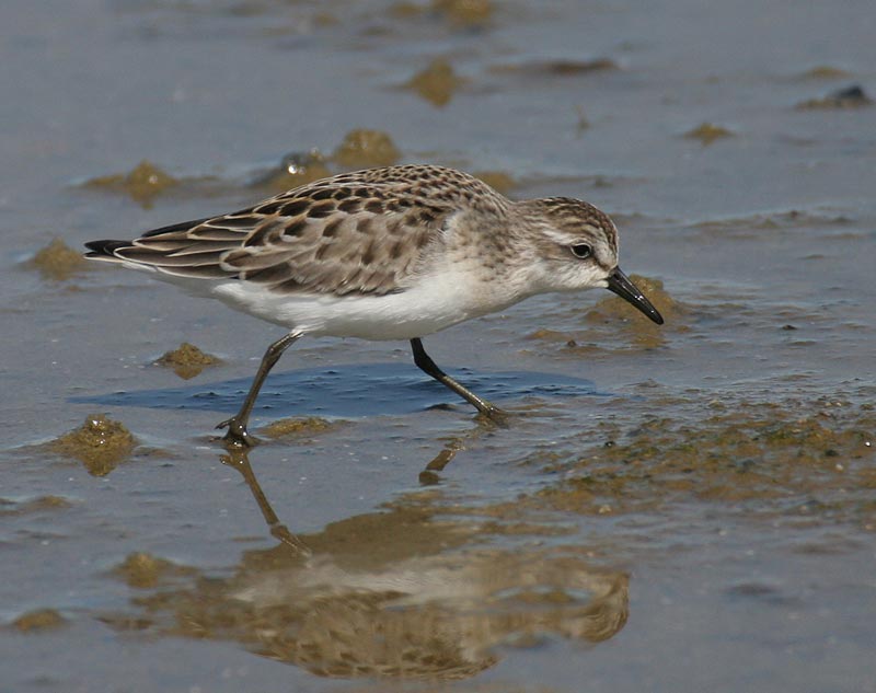 Semipalmated Sandpiper