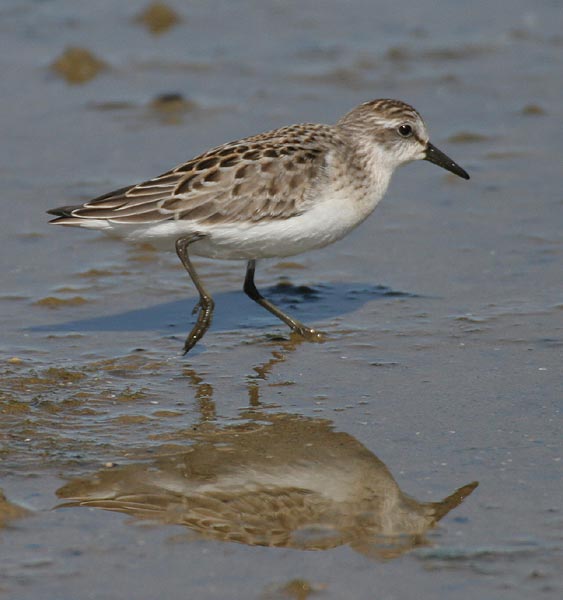 Semipalmated Sandpiper