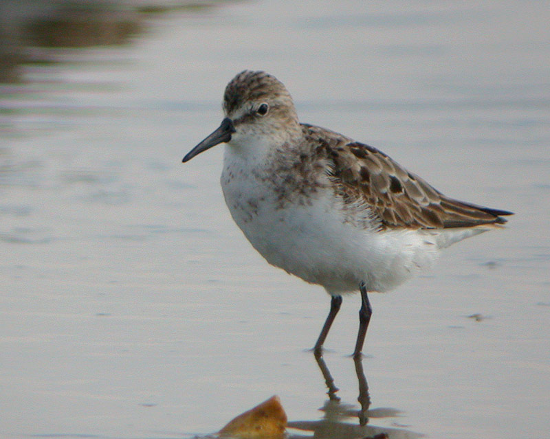 Semipalmated Sandpiper