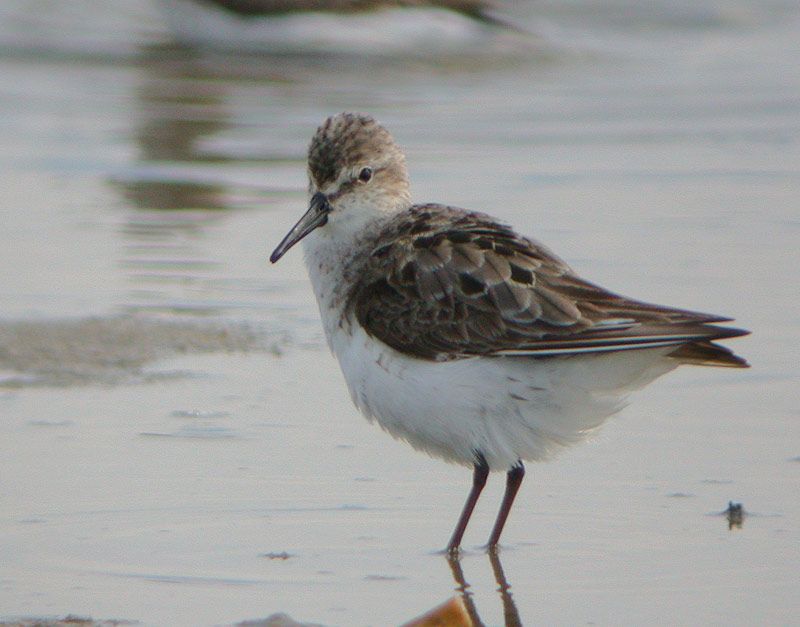 Semipalmated Sandpiper