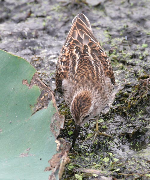 Least Sandpiper