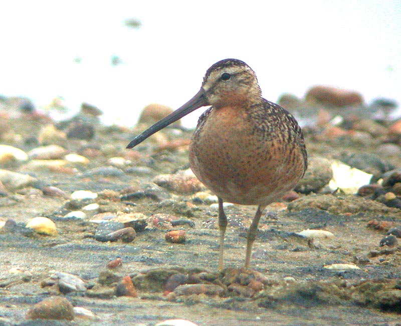 Short-billed Dowitcher (Prairie)