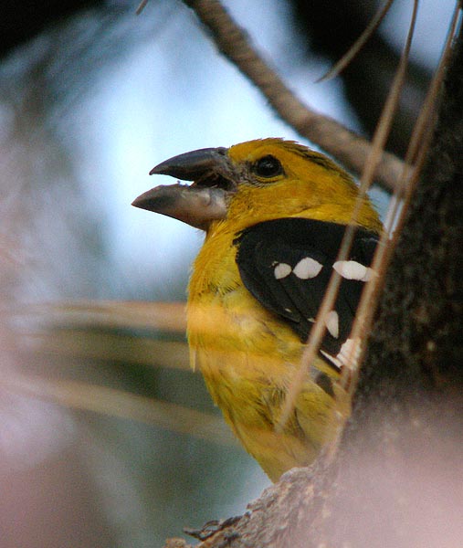 Yellow Grosbeak