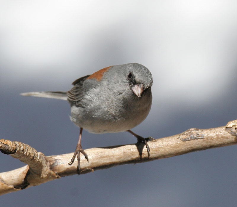 Dark-eyed Junco (Gray-headed)