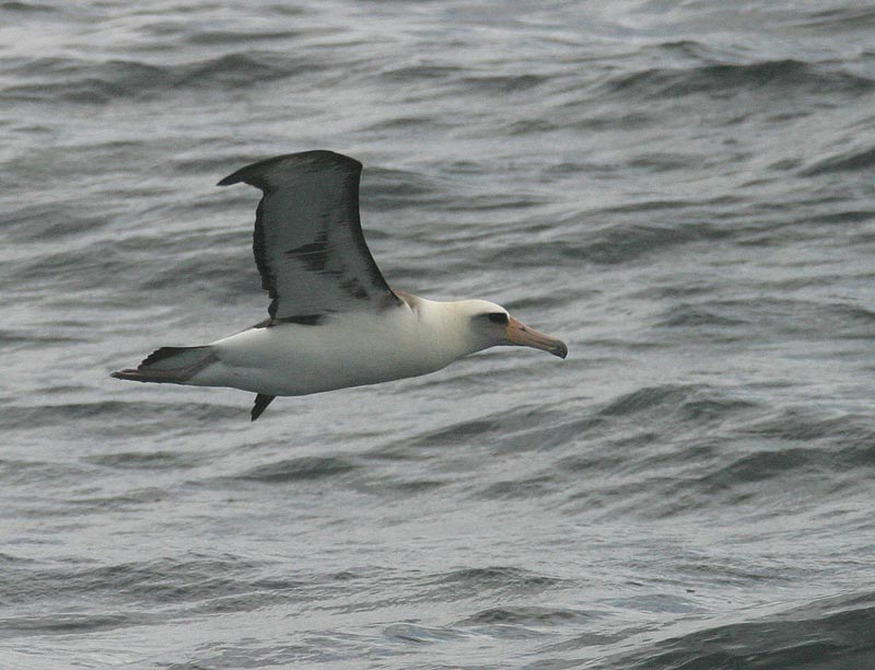 Laysan Albatross