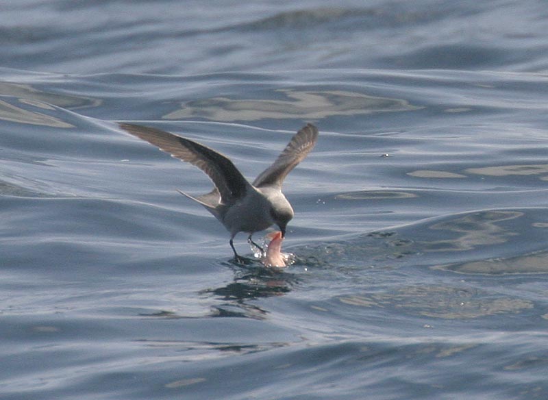 Fork-tailed Storm-Petrel