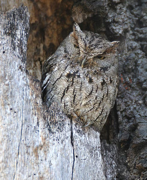 Western Screech-Owl