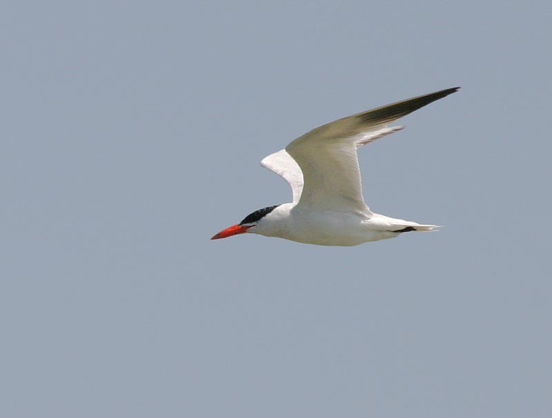 Caspian Tern