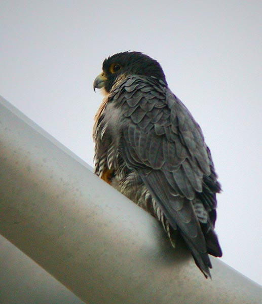 Peregrine Falcon