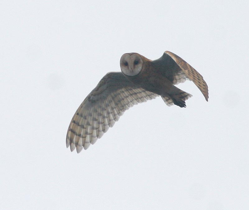 Barn Owl