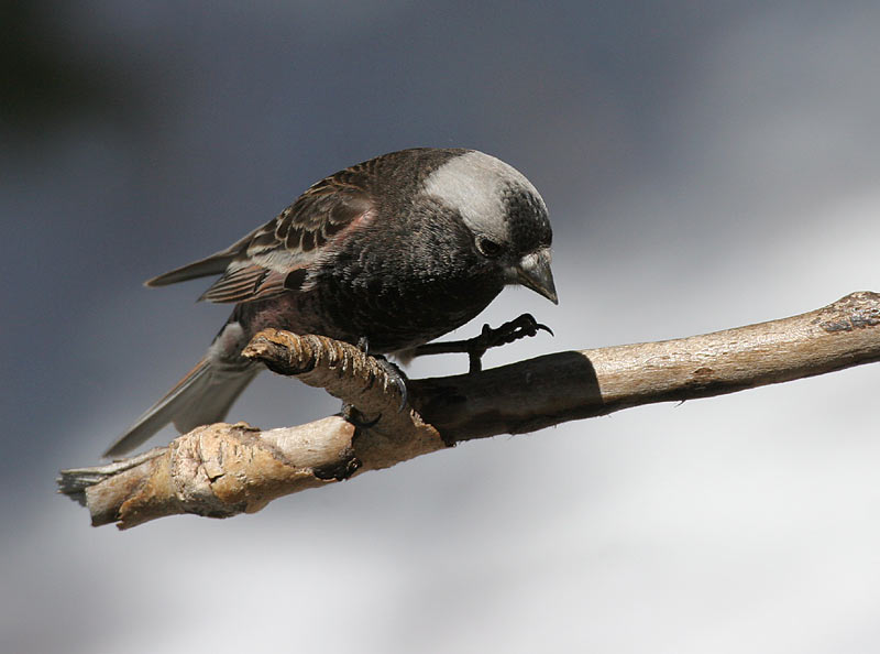 Black Rosy-Finch