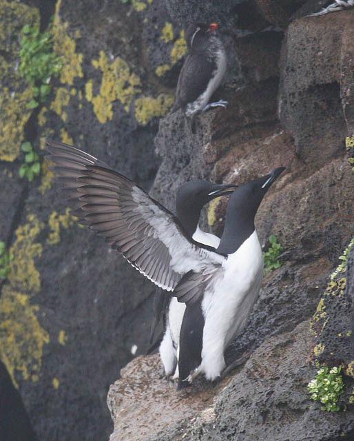 Thick-billed Murre