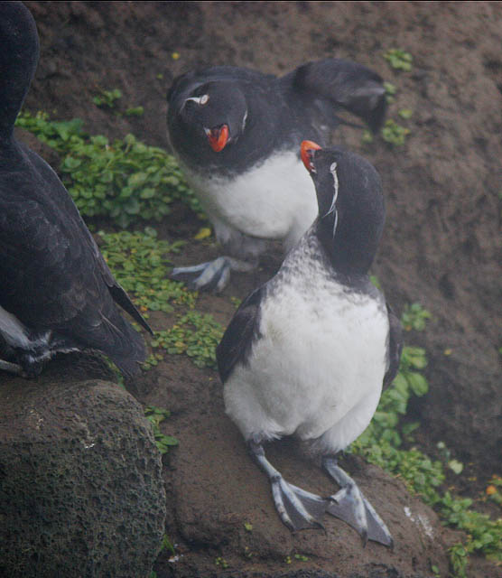 Parakeet Auklet