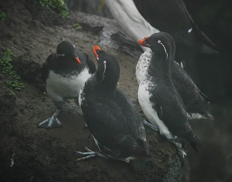 Parakeet Auklet