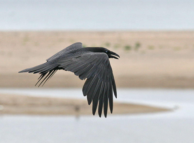 Common Raven