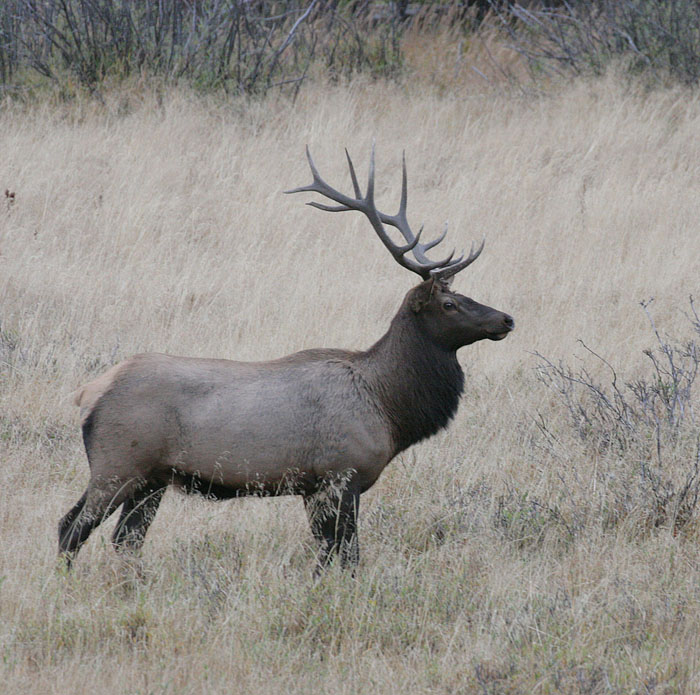 Rocky Mountain Elk