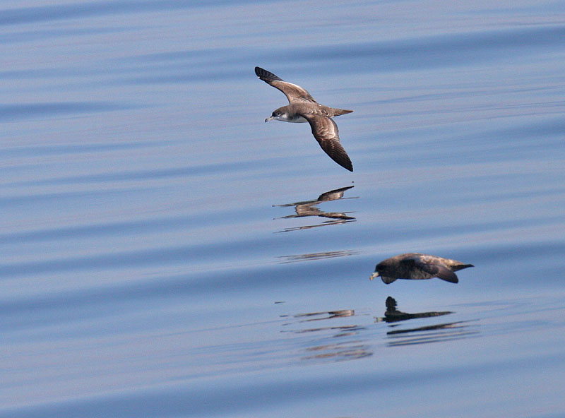 Bullers Shearwater and Northern Fulmar