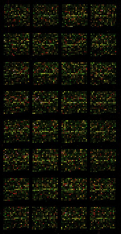 Microarray Image S0507.jpg