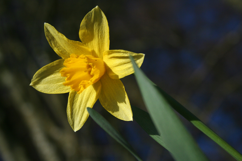 19-04-06 daffodil