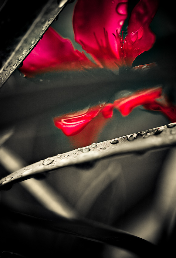 Jungle Red