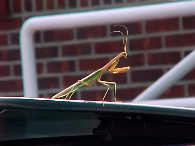 Mantis