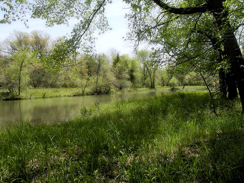 Woods in May