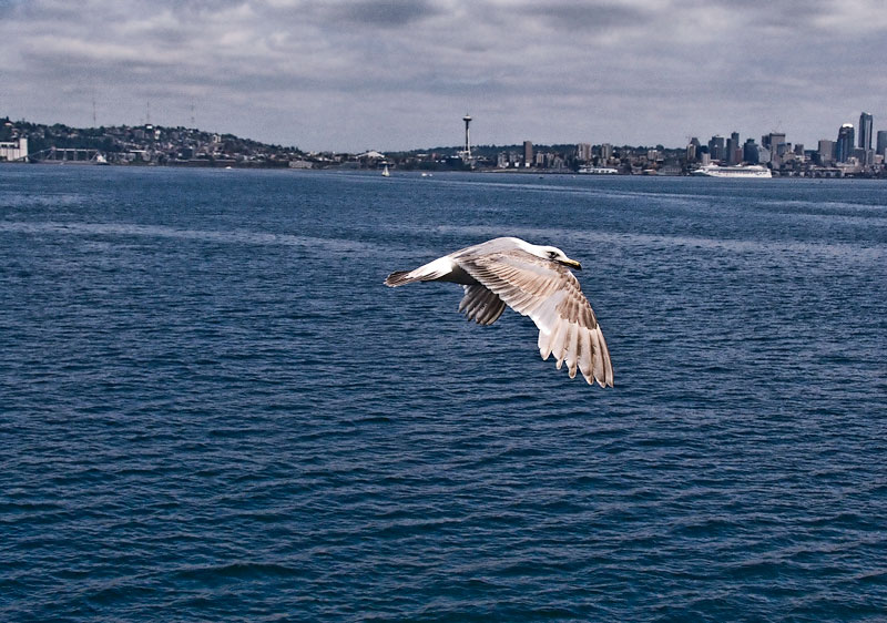 Seagulls in Seattle