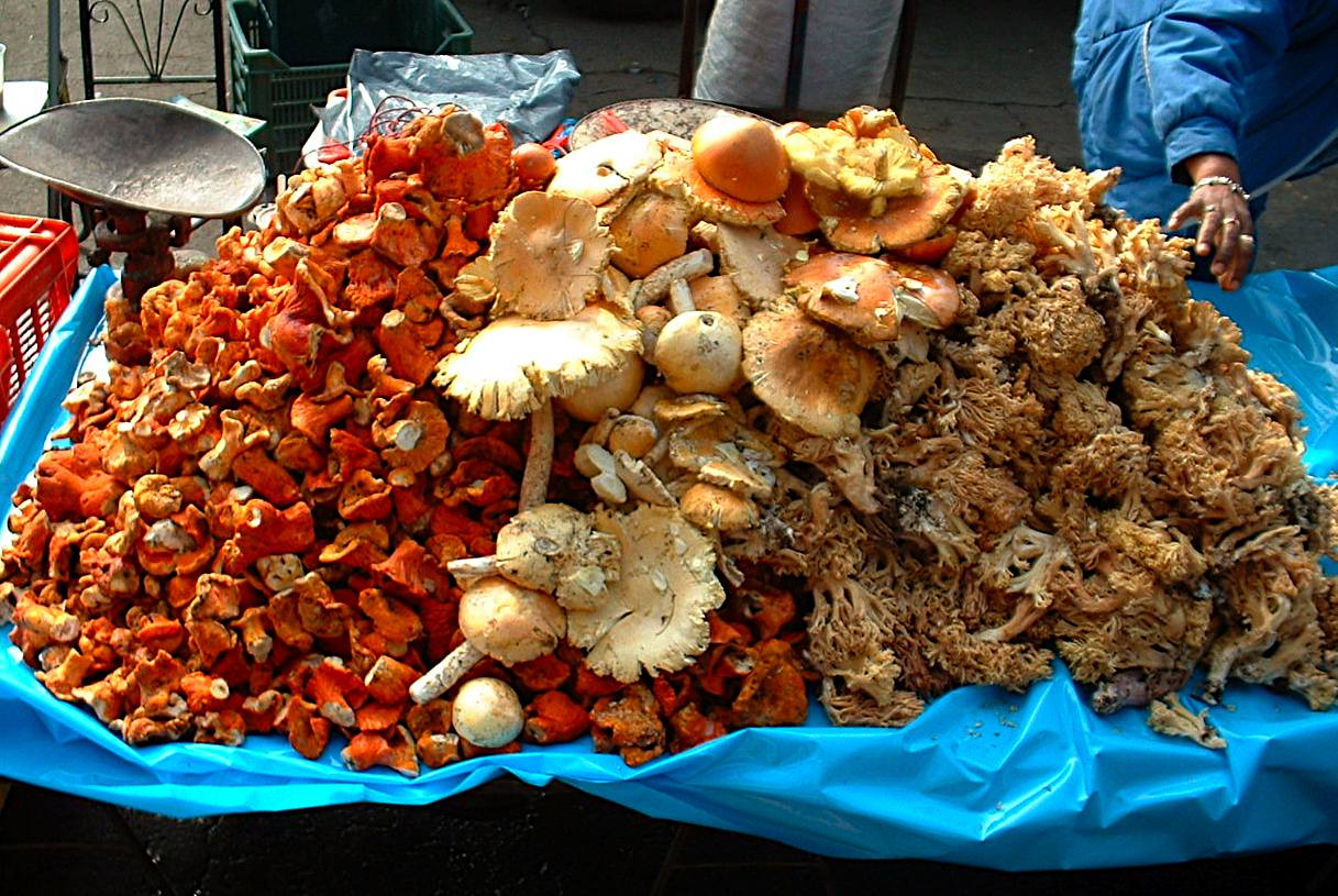 Hongos y Setas